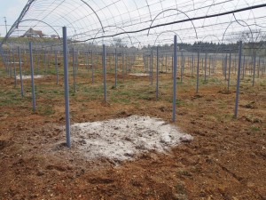 ピオーネ苗植穴肥料