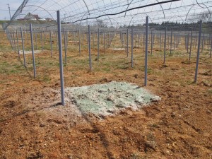 ピオーネ苗植穴肥料