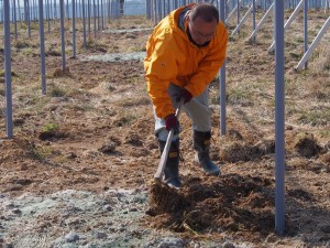 ピオーネ苗植穴肥料