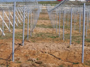 ピオーネ苗植穴肥料