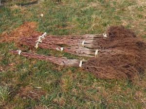 ぶどうピオーネ苗