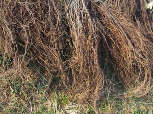 ピオーネ苗の根