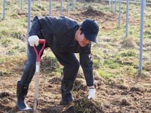 ピオーネの植付穴を掘る