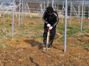 ピオーネの植付穴を掘る