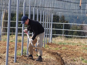 ピオーネの植付穴を掘る
