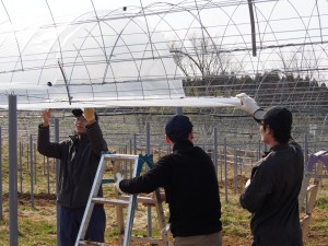 ピオーネの苗ビニール取付