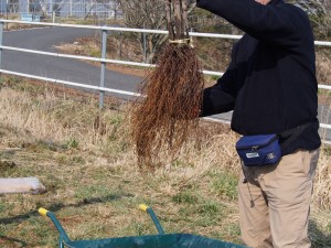 ピオーネ苗の根