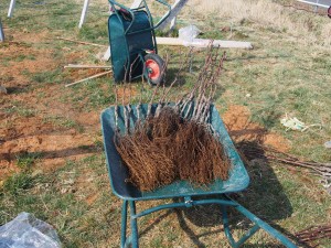 ピオーネ苗木根