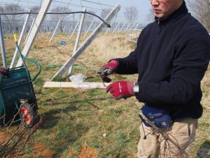 ピオーネ苗木根