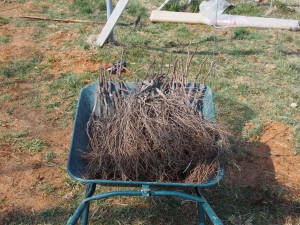 ピオーネ苗木根