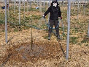 ピオーネの苗水撒き