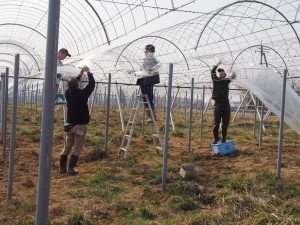 ピオーネの苗ビニール取付