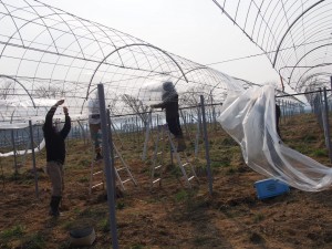ピオーネの苗ビニール取付