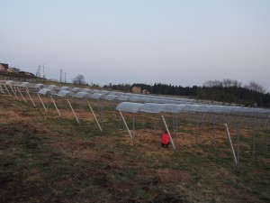 ピオーネの苗ビニール取付