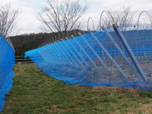 天空のピオーネ農園防風ネット