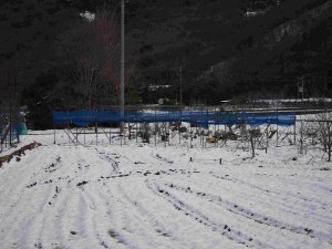 天空のピオーネ農園アグリスジャパン