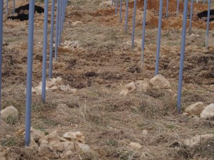 天空のピオーネ農園アグリスジャパン