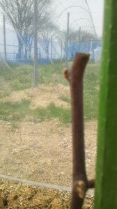 天空のピオーネ農園アグリスジャパン