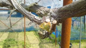 アグリスジャパン天空のピオーネ農園