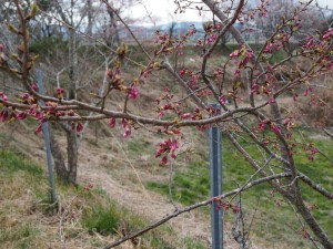 天空のピオーネ農園アグリスジャパン