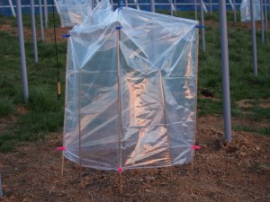 天空のピオーネ農園