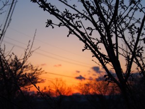 天空のピオーネ農園