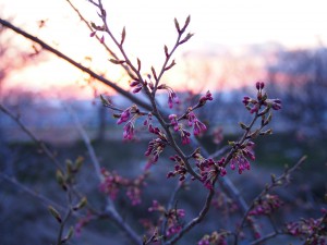 天空のピオーネ農園アグリスジャパン