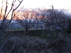 天空のピオーネ農園アグリスジャパン