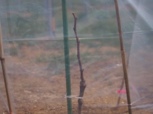 天空のピオーネ農園