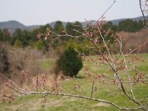 天空のピオーネ農園アグリスジャパン