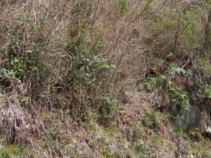 天空のピオーネ農園アグリスジャパン