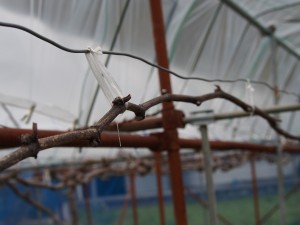 アグリスジャパン天空のピオーネ農園