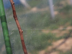 アグリスジャパン天空のピオーネ