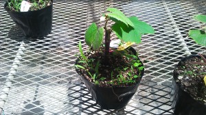 アグリスジャパン天空のピオーネ