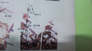 アグリスジャパン天空のピオーネ農園