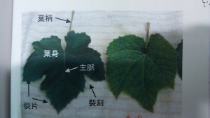 アグリスジャパン天空のピオーネ農園