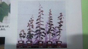 アグリスジャパン天空のピオーネ農園