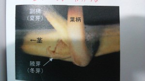 アグリスジャパン天空のピオーネ農園