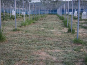 天空のピオーネ農園アグリスジャパン