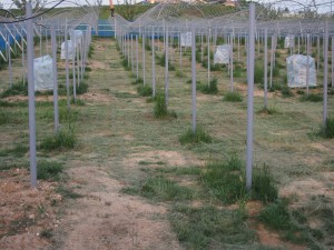 天空のピオーネ農園アグリスジャパン