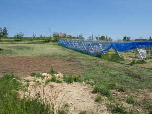 天空のピオーネ農園アグリスジャパン