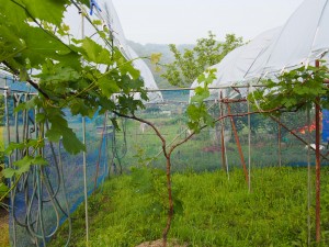天空のピオーネ農園アグリスジャパン
