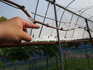 天空のピオーネ農園アグリスジャパン