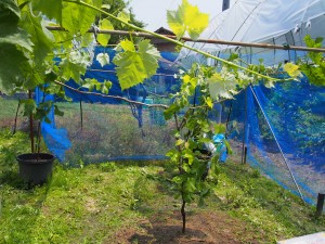 天空のピオーネ農園アグリスジャパン