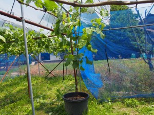 天空のピオーネ農園アグリスジャパン