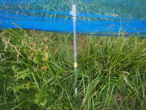 天空のピオーネ農園アグリスジャパン