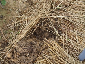 天空のピオーネ農園アグリスジャパン
