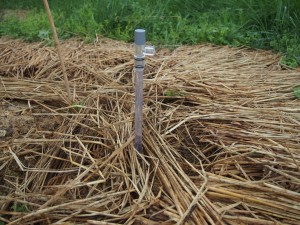 天空のピオーネ農園アグリスジャパン