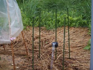 天空のピオーネ農園アグリスジャパン