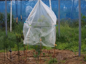 天空のピオーネ農園アグリスジャパン